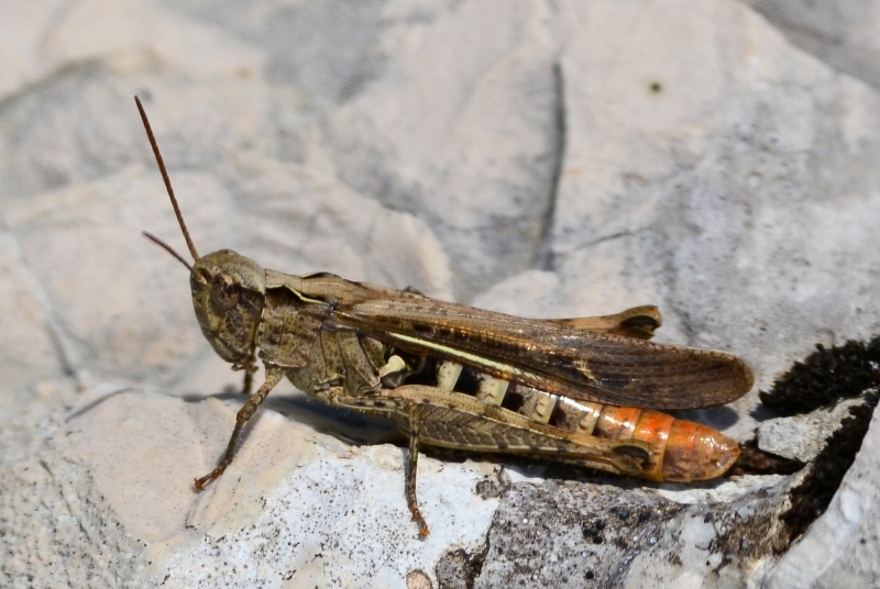 Stenobothrodes rubicundulus? No, Glyptobothrus sp.